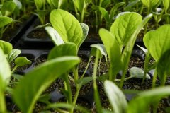云唐肥料成分測(cè)試儀可以放心購(gòu)買嗎？